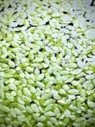 Rzęsa wodna (Lemna minor),ok 5x5 cm z hod. podwodnej, również bez CO2