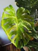 Monstera Thai Constellation, duży okaz 