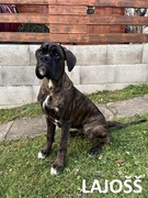 Bokser (boxer) niemiecki z rodowodem (FCI) – szczenięta gotowe do odbioru