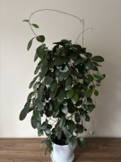Hoja Hoya Australis Australijska Ok 90 cm plus gratis zamiokulkas