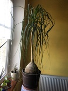 Nolina wygięta Stopa słonia 