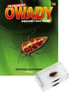 PRAWDZIWE OWADY nr 36 - żółwinek cętkowany