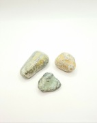 Skamieniałości skamieliny łodzik Orthoceras krynoid liliowiec ślimaki