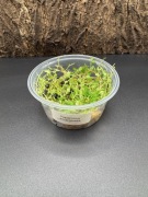 Peperomia emarginella - Paludarium terrarium wiwarium pojemnik 7cm