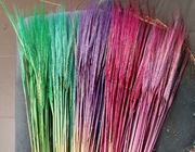 Jęczmień  zboże suszone naturalne trawy różowy ozdoby 