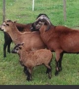 Owce kameruńskie- kotne