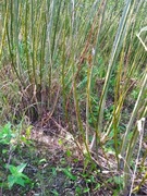 Wierzba energetyczna 