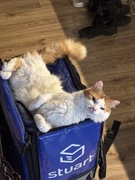 Obraz kota śpiącego na plecaku