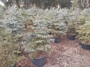 Choinka srebrna w donicy Bydgoszcz Wyprzedaż 