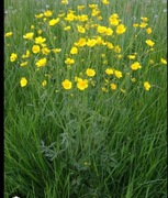 Jaskier polny 2 sadzonki 