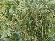 Żółtlica drobnokwiatowa ziele 50g z Bieszczad 