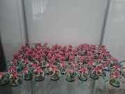 Armia Tyranids Warhammer 40k