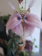 Midi sowa Cukiereczek makrama