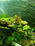 Lotos Tygrysi -roslina akwariowa 