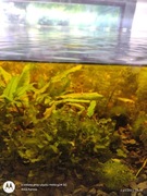 Suvassertang 5 cm na 5 cm