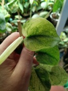 scindapsus silver splash variegata-cięty szczyt