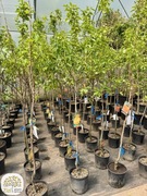 Diospyros 'Cioccolatino', 'Tipo', 'Vaniglia', Kaki, pień 80cm