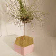 ŻYWA dekoracja oplątwa tillandsia na stojaczku