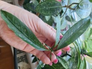 Hoya   Griffithi Splash 