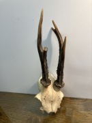 poroże rogi z kawalkiem czaszki stare vintage do powieszenia na sciane