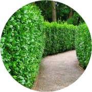 Laurowiśnia wschodnia Genolia