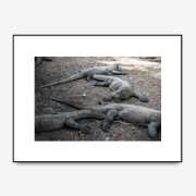 Fotografia 35x40 - Warany z Komodo