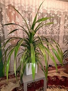 Piękny zadbany kwiat 