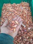 Cebula cebula kartoflanka rodzima stara odmiana 