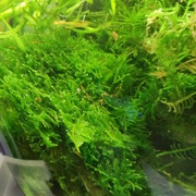 Roślina akwariowa Jawajski duża porcja.