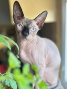 Sfinks - koteczka z rodowodem