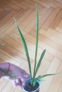Sansevieria sansewieria Fernwood Mikado