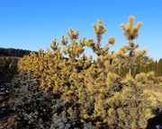 Sosna pospolita Pinus sylvestris Aurea 3m+