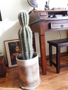 KAKTUS GIGANT