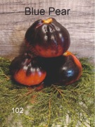 102-Blue Pear. Pomidory kolekcjonerskie.