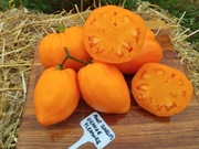 AUNT SWARLO'S ORANGE PLEASURE nasiona Pomidor Kolekcjonerski