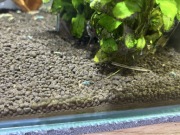 Krewetki akwariowe Caridina Blue Bolt