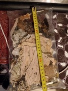 Kora Brzozowa rozpałka survival