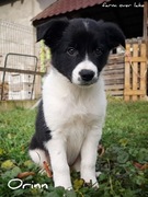 Suczka Border Collie ZKwP FCI
