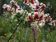 Lilia drzewiasta 100 nasion