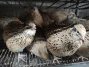 Jaja lęgowe, przepiórka Mandżurska złota