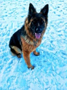 Owczarek niemiecki suczka