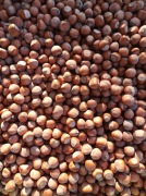 Orzechy laskowe 2025