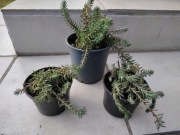 Rozchodnik ościsty- 3 sadzonki ze zdjęcia