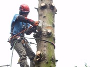 Wycinka drzew --- Poznań i okolice