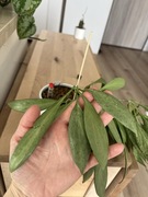 Hoya Nicholsoniae New Guinea Ghost