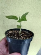 Ludisia discolor spiderman alba 