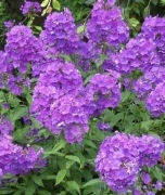 Floks wiechowaty stara babcina odmiana