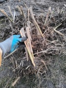 MISKANT OLBRZYMI, sadzonki kopane z gruntu