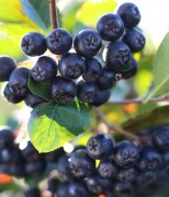Aronia owoce ekologiczne