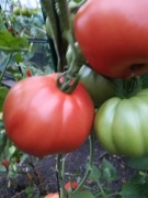 Pomidor OR PERA  D'ARBUZZO